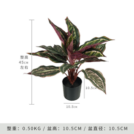 עציץ עלה טווס – תמונה 2