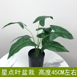 עציץ עלה כוכבים – תמונה 2