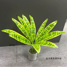 עשב נמר בודד – תמונה 2