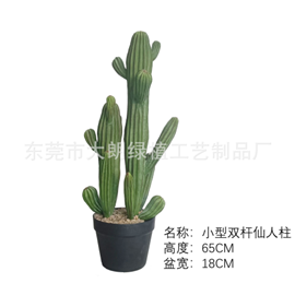 עמוד קקטוס זוגי קטן – תמונה 2