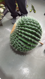 כדור קקטוס ענק – תמונה 2