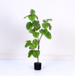 לב פיקוס - ירוק אביבי, 120cm