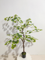 עלה עץ צפצפה - 120cm