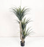 דרצנה דרקו 3 ראשים - 150cm