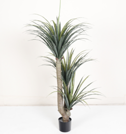 דרצנה דרקו 3 ראשים