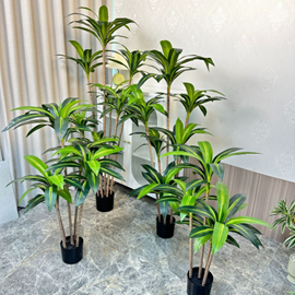 עציץ קטן עץ ברזיל 3 ראשים – תמונה 2