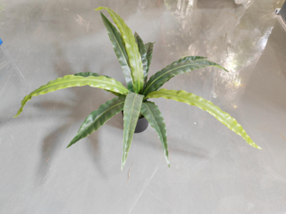 צרור שרך קן ציפור 60 ס"מ (עציץ עלים דקים) – תמונה 2