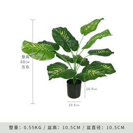 עציץ עשב נמר – תמונה 2