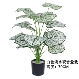 עציץ דיפנבכיה לבנה 70 ס"מ – תמונה 2