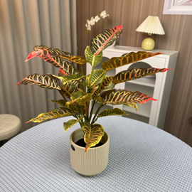 עציץ קרוטון זהוב (עציץ שחור)