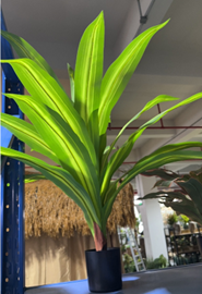 עציץ עץ ברזיל קטן 90 ס"מ – תמונה 2