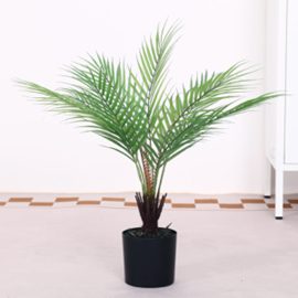 עציץ שרך זנב חתול – תמונה 2