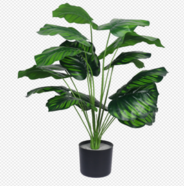 עציץ עשב נמר כהה 70 ס"מ – תמונה 2