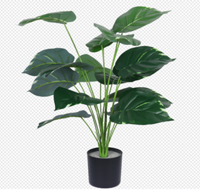 עציץ דיפנבכיה 70 ס"מ – תמונה 2