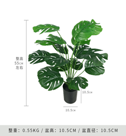 מונסטרה קטן (עם בסיס שחור) 55 ס"מ – תמונה 2