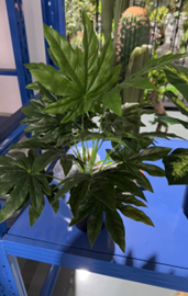 עציץ קטן עלה אדר – תמונה 2