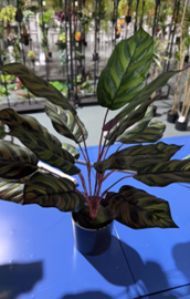 עץ אריליה 18 ראשים 45 ס"מ – תמונה 2