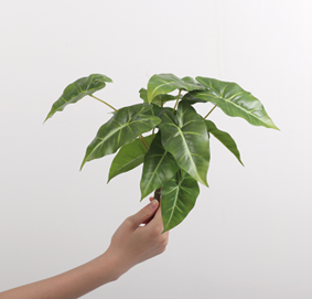 עלה אלוקזיה 13 ראשים 35 ס"מ – תמונה 2