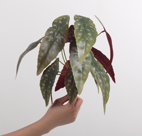 בגוניה סגולה מנוקדת 13 ראשים 35 ס"מ – תמונה 2