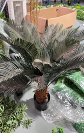 סייקד – תמונה 2