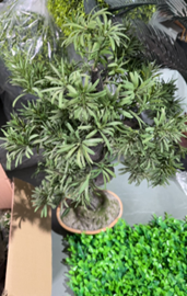 עציץ בונסאי קטן – תמונה 2