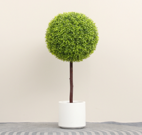 כדור עשיר מטר סתווי – תמונה 2