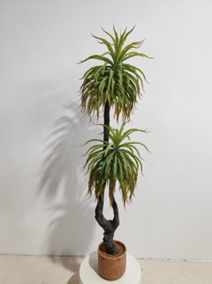 פינוי אגבה דרקו 2 ראשים – תמונה 2