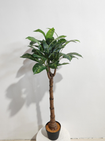 פינוי עץ ירוק ראש יחיד – תמונה 2