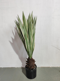 פינוי אגבה דרקו רכה – תמונה 2