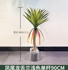 אגבה זנב חתול בהיר גזע יחיד 90 ס"מ – תמונה 2