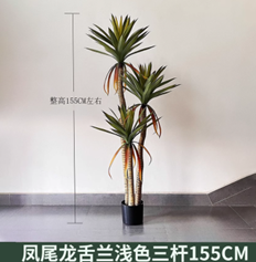 אגבה זנב חתול בהיר 3 גזעים 155 ס"מ – תמונה 2