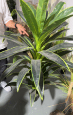 עלה משתנה גדול 150 ס"מ