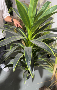 עלה משתנה גדול 150 ס"מ