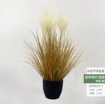 קנה סתווי - 60cm