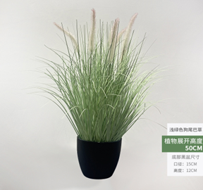 זנב שועל לבן-ירוק – תמונה 2