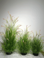 עשב זנב שועל - 90cm