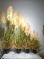 קנה סתווי - 120cm