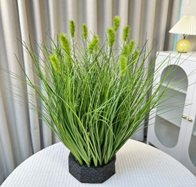 עשב זחל אביבי קטן מס' 1 ראש ירוק 50 ס"מ (15 ראשים)