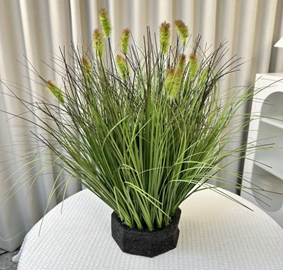 עשב זחל קטן מס' 4 ראש ירוק סתווי 50 ס"מ (15 ראשים)