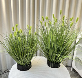 עשב זחל אביבי גדול מס' 1 ראש ירוק 50 ס"מ (19 ראשים) – תמונה 2