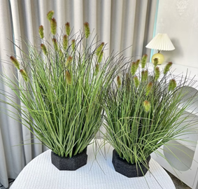 עשב זחל גדול מס' 4 ראש ירוק סתווי 65 ס"מ (19 ראשים) – תמונה 2