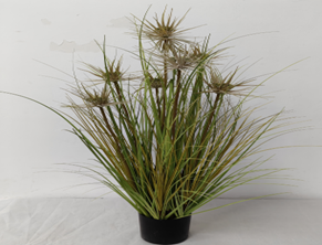 עציץ פרח יום