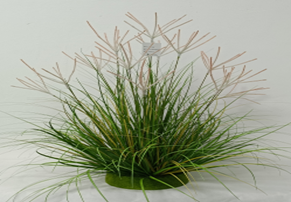 עציץ שיח זקן