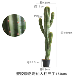 קקטוס מרוקאי רב-מזלגות 150 ס"מ – תמונה 2