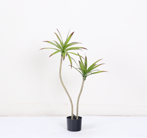 עציץ אגבה מיני