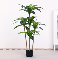 עץ ברזילאי חדש