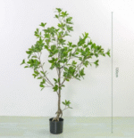 עץ מאוקסה 120 ס"מ