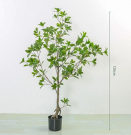 עץ מאוקסה 120 ס"מ