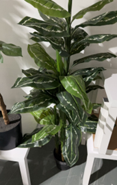 עלה זנגביל שוליים לבנים 3 גזעים – תמונה 2