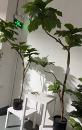 עץ לחם – תמונה 2